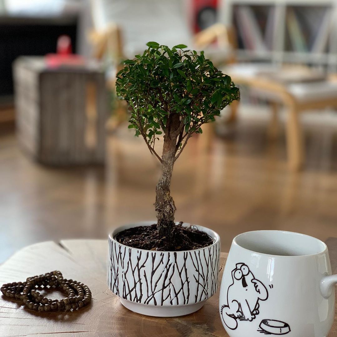 Bonsai