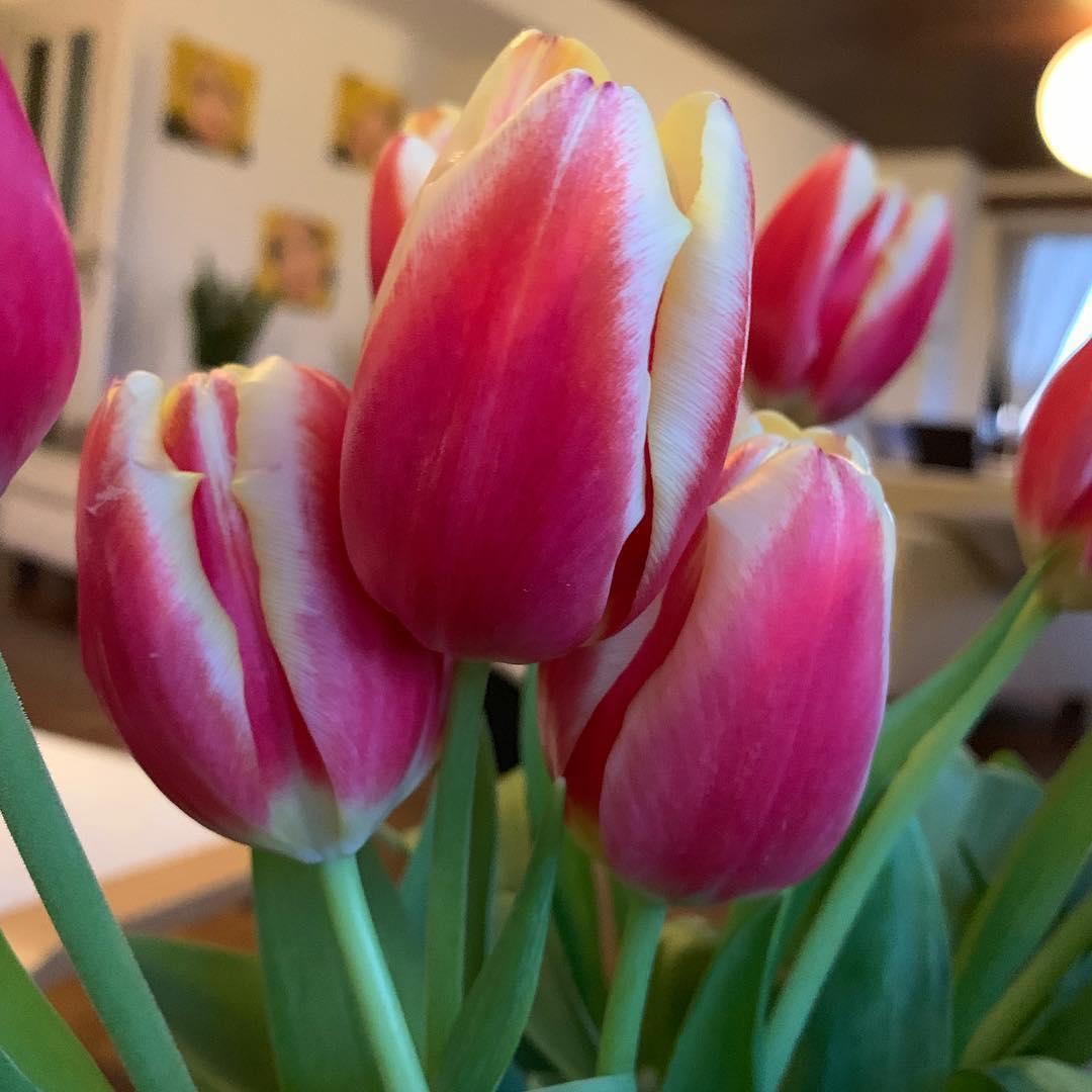 Tulips